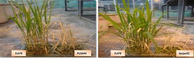 Introgressed Saltol QTL Lines Improves the Salinity Tolerance in Rice at Seedling Stage